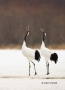 Japanese-Crane;Red-crowned-Crane;Crane;Grus-japonensis;Japan;two-animals;avifaun
